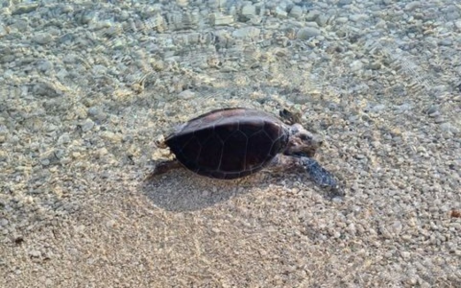 Αργοστόλι: Νεκρό θαλάσσιο χελωνάκι Καρέτα – Καρέτα στο Φανάρι των Αγίων Θεοδώρων