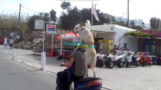 Ο μηχανόβιος σκύλος που τρέλανε την Μύκονο (Video)