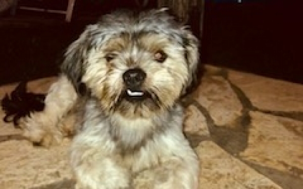 Βρέθηκε σκυλάκι στην περιοχή Σαρλάτα