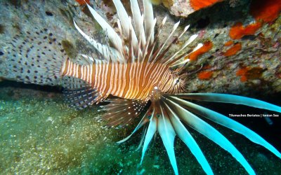 Τηλέμαχος Μπεριάτος: To πανέμορφο αλλά και επικίνδυνο «Λεοντόψαρο» και άλλα ξενικά θαλάσσια είδη στο Ιόνιο Πέλαγος