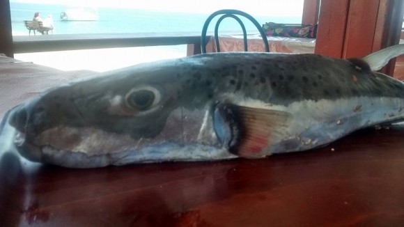 Ψαρεψαν λαγοκέφαλο στον Πόρο!