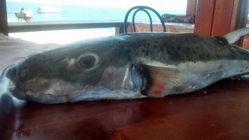 Ψαρεψαν λαγοκέφαλο στον Πόρο!