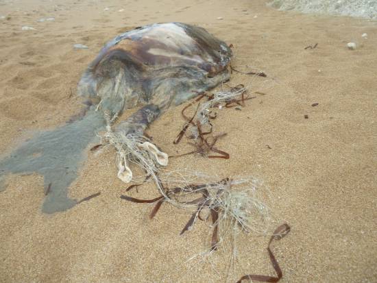 Nεκρή θαλάσσια χελώνα Careta – Careta ξεβράστηκε στην Αβυθο