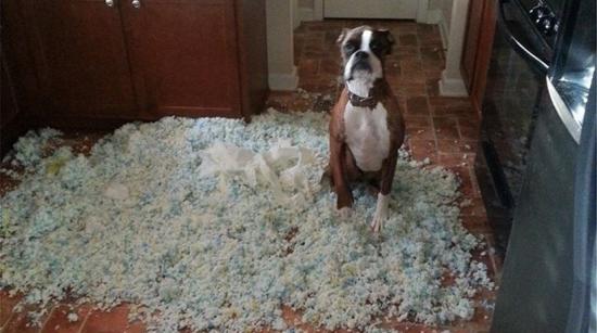 Δείτε 11 σκυλιά που έκαναν τη... ζημιά και το παίζουν «πάπιες»!