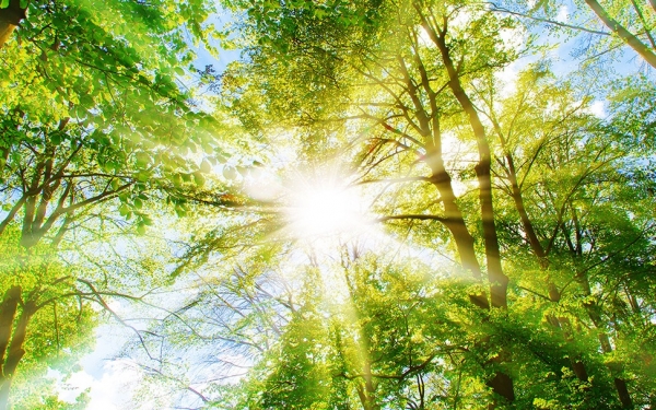 Καλοκαιρινές Δραστηριότητες από την Ιακωβάτειο Βιβλιοθήκη με θέμα το «Περιβάλλον»