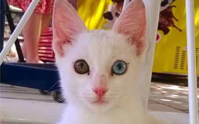 Η Κεφαλονίτισσα γάτα με τα πιο μαγευτικά μάτια!