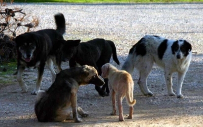 Ζάκυνθος: Συνελήφθη 46χρονος που πυροβόλησε σκύλο με καραμπίνα