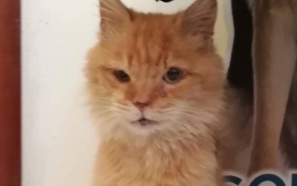 Χάθηκε γάτος στο Αργοστόλι