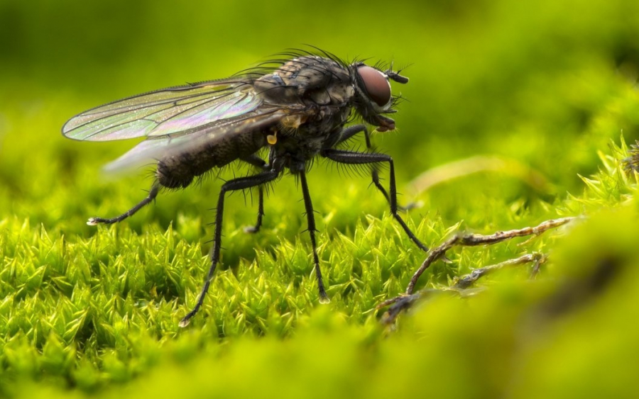 Γαλλία: Ανατίναξε το σπίτι του προσπαθώντας να εξολοθρεύσει μια μύγα