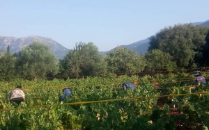 Ξεκίνησε και φέτος ο τρύγος στα Πουλάτα (εικόνες)