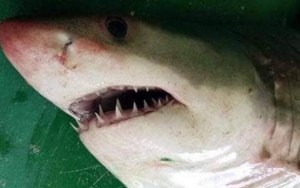 Ψαράδες έπιασαν λευκό καρχαρία της Μεσογείου στο Αιγαίο -Ηταν ζωντανός και τον έριξαν ξανά στη θάλασσα