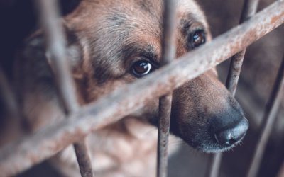 Περίπατος ευαισθητοποίησης στο Αργοστόλι κατά της κακοποίησης των ζώων