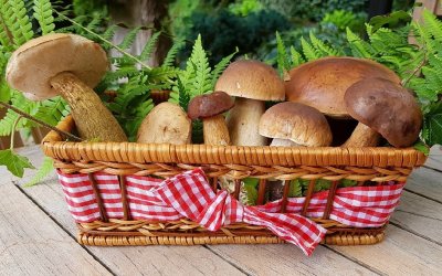 Αυτά τα μανιτάρια φημίζονται για τα εκπληκτικά οφέλη τους στην υγεία του εγκεφάλου
