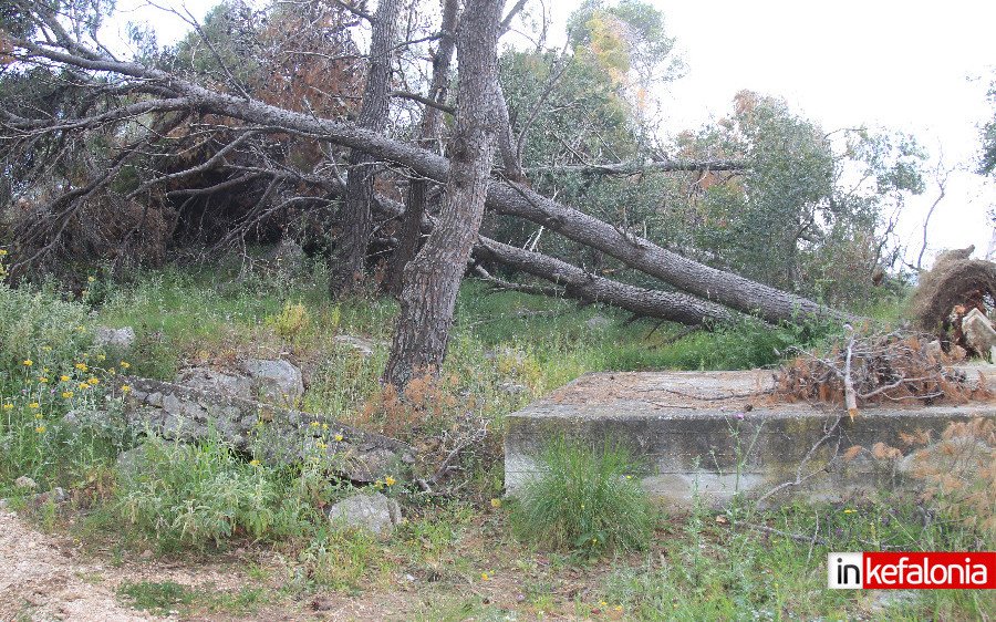 Εγκληματική αδιαφορία η παραμονή δεκάδων ξερών δέντρων στο Αργοστόλι - Ξυπνήστε επιτέλους !