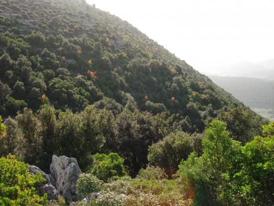 Βόλτα στη Ζωοδόχο Πηγή την Κυριακή από τον Ορειβατικό Σύλλογο