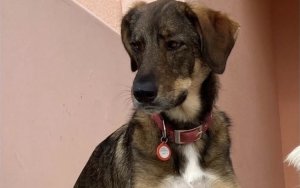 Βρέθηκε ο Μπουρίτο