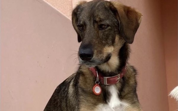 Βρέθηκε ο Μπουρίτο