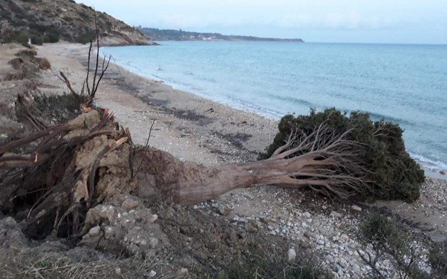 Πάει το δέντρο - σύμβολο της Αγίας Βαρβάρας...