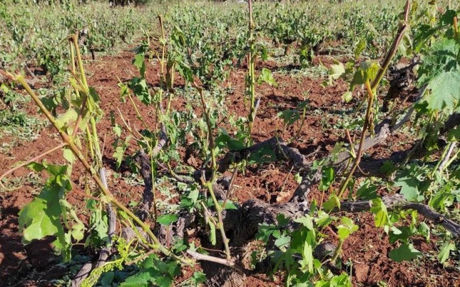 Χρήστος Θεοδωρακάτος: &quot;Ολοκληρωτική η καταστροφή στην ζώνη της Ρομπόλας - Χάθηκε το εισόδημα 300 οικογενειών&quot; (εικόνες)