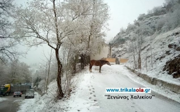 Το έστρωσε για τα καλά στα Τρίκαλα -Ντυμένα στα λευκά [εικόνες]