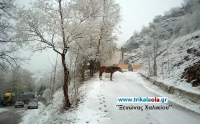 Το έστρωσε για τα καλά στα Τρίκαλα -Ντυμένα στα λευκά [εικόνες]