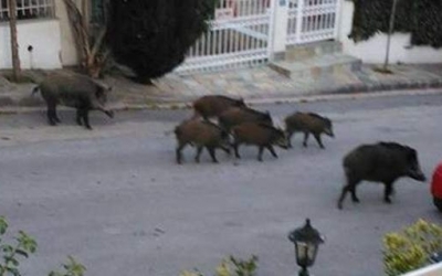Αγριογούρουνα κόβουν βόλτες σε δρόμους της Θεσσαλονίκης