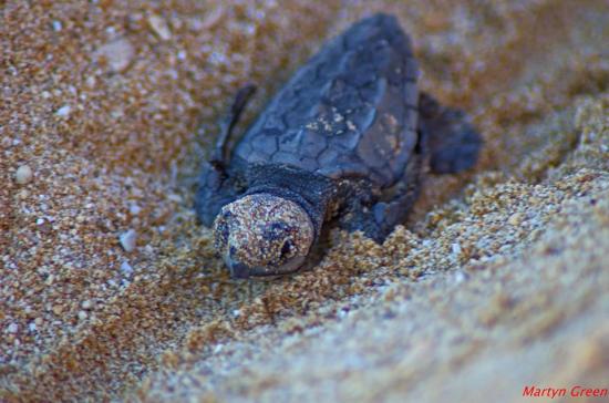 Το ταξίδι μιας μικρής χελωνίτσας προς τη θάλασσα (εικόνες)