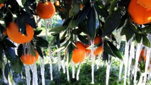 Ε.Α.Σ.: Δήλωση ζημιών ντόπιων αγροτών από την κακοκαιρία