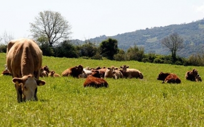 Ε.Α.Σ.: Χάνουν τις περιουσίες τους οι ντόπιοι ΑγροΚτηνοτρόφοι