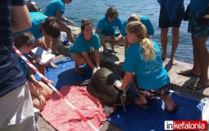 «Επιχείρηση» σε θαλάσσια χελώνα στο Αργοστόλι από την ομάδα Wildlife Sense (εικόνες)