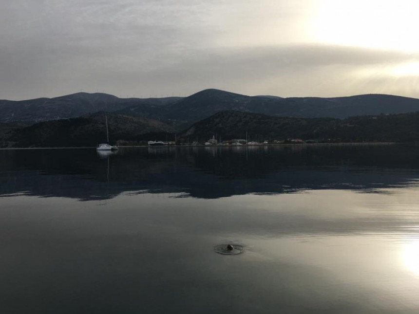 Δεν τα κατάφερε, ο Πέτρος, η θαλάσσια χελώνα του Αργοστολίου