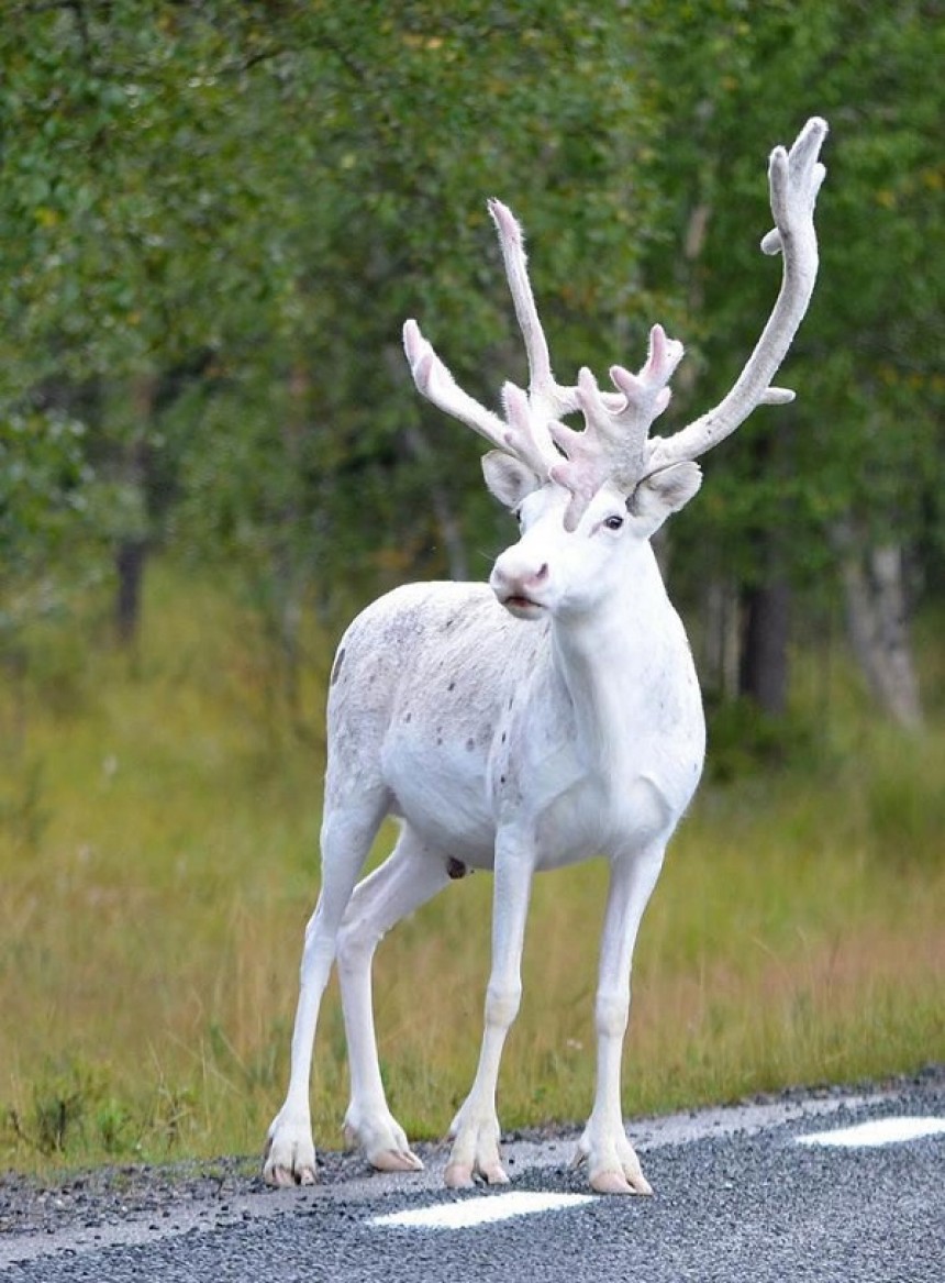 Σπάνιος λευκός τάρανδος εμφανίστηκε στη Σουηδία!