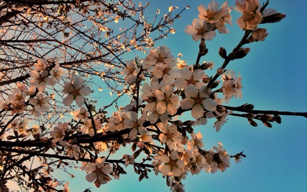 Πίσω από τα ανθισμένα κλαδιά της μυγδαλιάς...