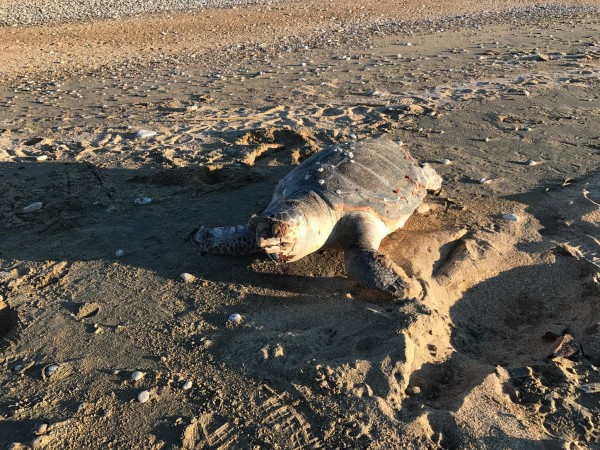 Και άλλη νεκρή χελώνα στην Σκάλα