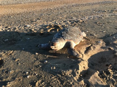 Και άλλη νεκρή χελώνα στην Σκάλα