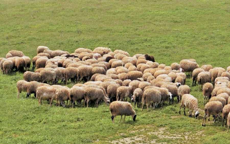 Διαδικασία μίσθωσης βοσκήσιμων γαιών