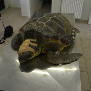 Διάσωση τραυματισμένης χελώνας