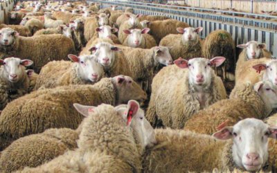 Η ευλογία των προβάτων στην Κεφαλονιά στο επίκεντρο της συνεδρίασης λογοδοσίας του ΠΣ