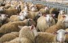 Η ευλογιά των προβάτων στην Κεφαλονιά στο επίκεντρο της συνεδρίασης λογοδοσίας του ΠΣ