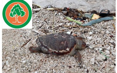 Βρέθηκε νεκρή θαλάσσια χελώνα σε παραλία της Αγίας Ευφημίας (εικόνα)