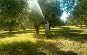 Το πρόγραμμα δακοκτονίας στο Ληξούρι