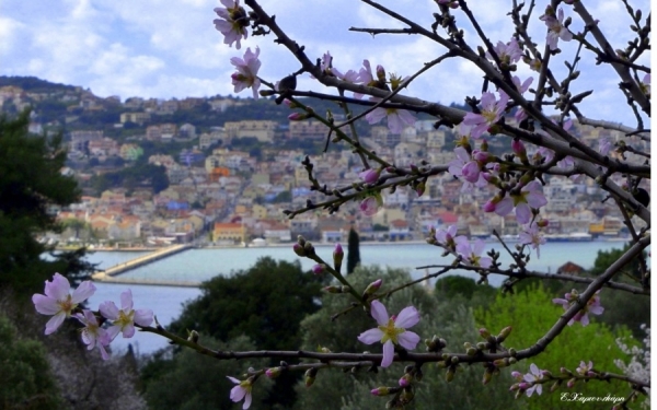 Φώτης Αυγουστάτος: Το μήνυμα μιας ανθισμένης αμυγδαλιάς