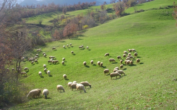 Ε.Α.Σ: Ενημέρωση σχετικά με τις καταγγελίες Παραγωγών