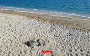 Μια όμορφη στιγμή στην παραλία του Λουρδά - Θαλάσσια χελώνα γέννησε στο φως της μέρας