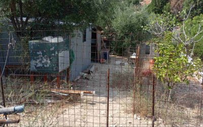 ΣΑΜΗ : Τι λέει ο Δήμος για το πρόσφατο περιστατικό κακοποίησης δεσποζόμενων ζώων