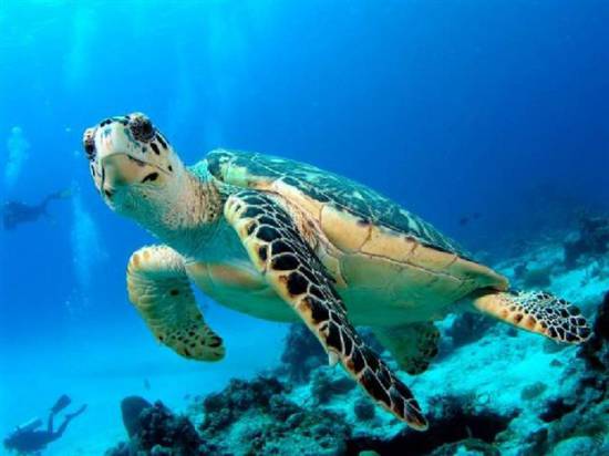 ΧΥΤΑ στον βιότοπο της caretta caretta