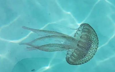 Δείτε τον χάρτη που δείχνει ποιες παραλίες της Ελλάδας έχουν ήδη τσούχτρες