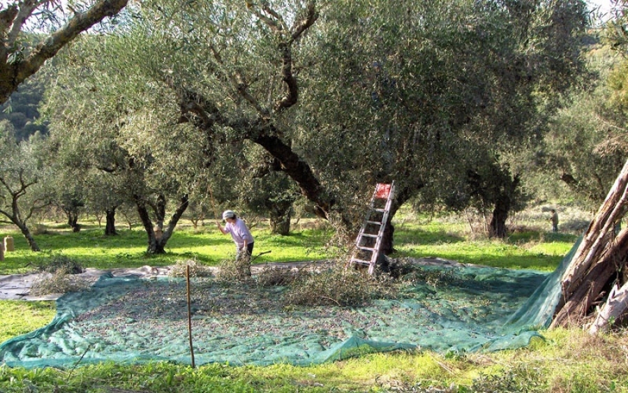 Ε.Α.Σ: Χωρίς ιδιαίτερα προβλήματα το μάζεμα της ελιάς στην Κεφαλονιά