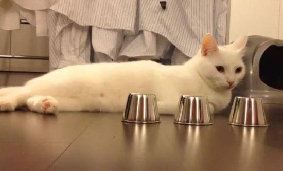 Αυτός ο γάτος είναι αυθεντία - Δείτε τι κάνει! (VIDEO)
