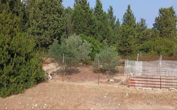 ΣΑΜΗ: Συνελήφθη άνδρας που άφηνε τα σκυλιά του χωρίς τροφή και νερό – Το ένα βρέθηκε νεκρό